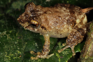 Illustration for article titled Scientists find 8 impossibly adorable new frogs in a single forest